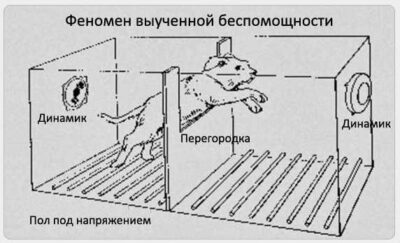 Выученная беспомощность Эсперимент.