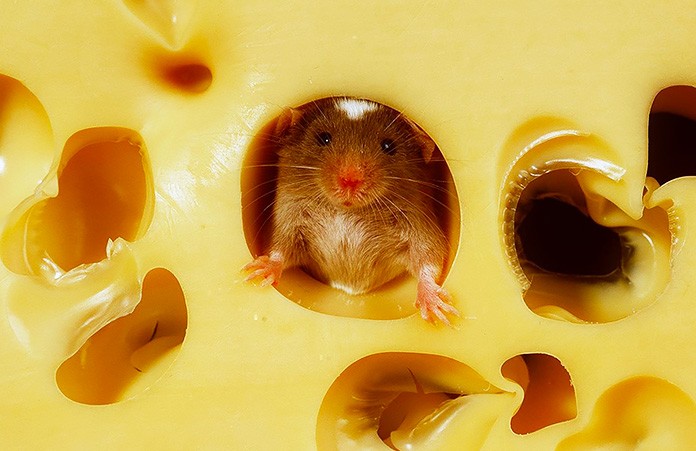 Експериментальні миші навчають людей, як не перетворити своє життя на пекло