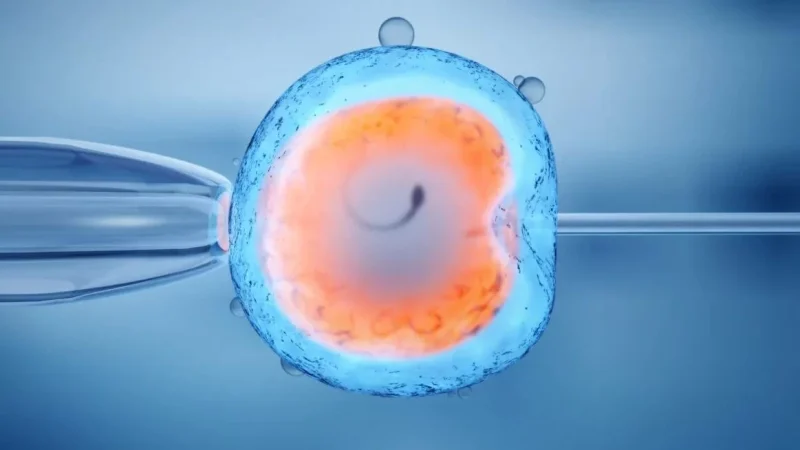 ВООЗ дає всім доступ до методів штучного запліднення